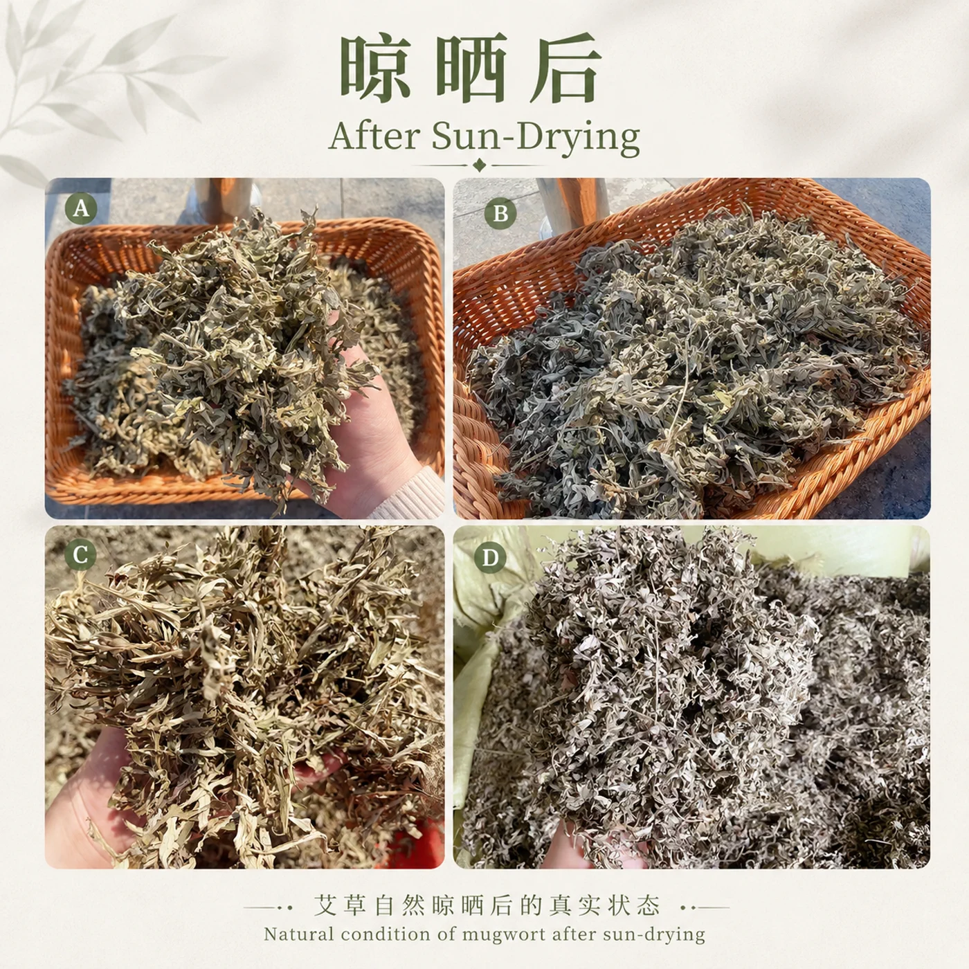 Natural condition of mugwort after sun drying